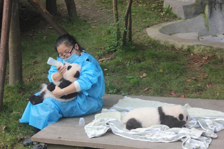 大熊猫繁育基地-大熊猫繁育基地需要预约吗