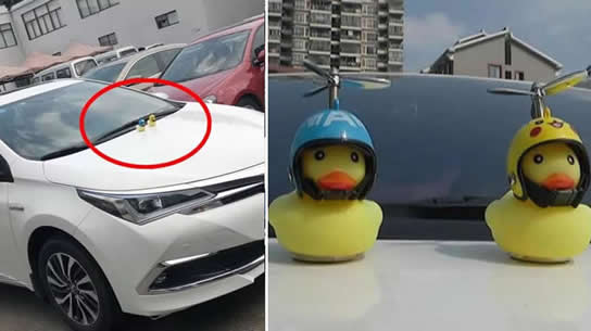 鸭子为什么围着汽车转动（鸭子为什么围着车转）