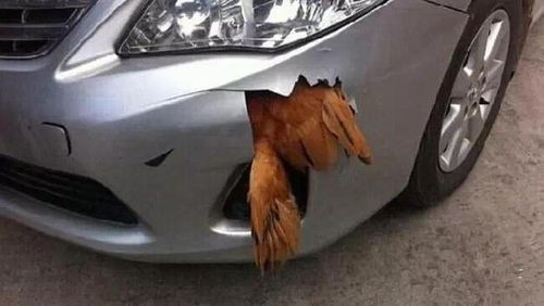 鸟为什么撞汽车（为什么鸟会撞汽车）