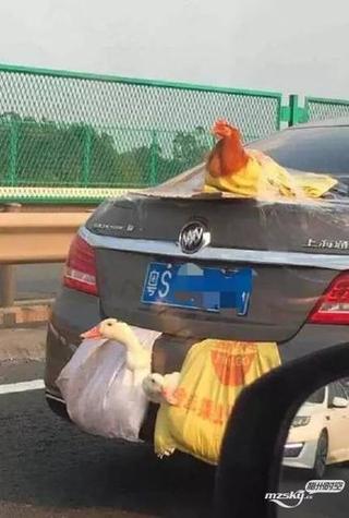 鸭子为什么围着汽车转动（鸭子为什么围着车转）